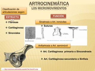 ARTROCINEMÁTICA 
Clasificación de LOS MICROMOVIMIENTOS 
articulaciones según: 
ESTRUCTU 
RA 
 Cartilaginosa 
 Sinoviales 
FUNCIÓN 
Sinatrosis o Art. inmóviles 
Foto: tipos de articulaciones. Fuente: www.anatomia.org.cr 
Anfiartrosis o Art. semimóvil 
 Art. Cartilaginosa primaria o Sincondrosis 
 Fibrosas 
 Suturas 
 Art. Cartilaginosa secundaria o Sínfisis 
Foto:http://commons.wikimedia.org/wiki/File:Gray321.png 
 