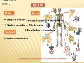 Clasificación 
según: 
Uniaxi 
al 
Multiaxial 
FUNCIÓN 
Biaxial 
 Bisagra o troclear 
 Pivote o trocoides 
 Planas, deslizantes o artroideas 
 Silla de montar 
 Condiloideas o elipsoidales 
 Esféricas o enartrosis 
http://anatomiaunam.blogspot.com.ar/2010/09/articulaciones-sinoviales.html 
 