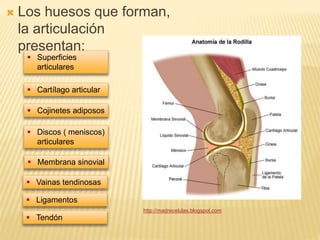  Los huesos que forman, 
la articulación 
presentan: 
 Superficies 
articulares 
 Cartílago articular 
 Cojinetes adiposos 
 Discos ( meniscos) 
articulares 
 Membrana sinovial 
 Vainas tendinosas 
 Ligamentos 
 Tendón 
http://madrecelulas.blogspot.com 
 