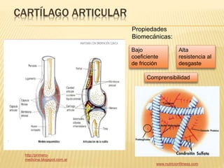 CARTÍLAGO ARTICULAR 
Propiedades 
Biomecánicas: 
Bajo 
coeficiente 
de fricción 
Alta 
resistencia al 
desgaste 
Comprensibilidad 
www.nutricionfitness.com 
http://primero-medicina. 
blogspot.com.ar 
 