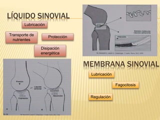 LÍQUIDO SINOVIAL 
Lubricación 
Protección 
Transporte de 
nutrientes 
Disipación 
energética 
MEMBRANA SINOVIAL 
Fagocitosis 
Lubricación 
Regulación 
 