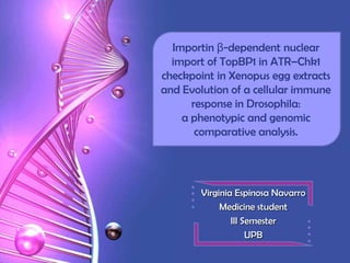 Importin β-dependent nuclear
import of TopBP1 in ATR–Chk1
checkpoint in Xenopus egg extracts
and Evolution of a cellular immune
response in Drosophila:
a phenotypic and genomic
comparative analysis.

Virginia Espinosa Navarro
Medicine student
III Semester
UPB

 