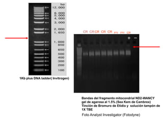 CR CR CR CR CR PTY PTY CR




1Kb plus DNA ladder( Invitrogen)




                                   Bandas del fragmento mitocondrial ND2-WANCY
                                   gel de agarosa al 1.5% (Sea Kem de Cambrex)
                                   Tinción de Bromuro de Etidio y solución tampón de
                                   1X TBE
                                   Foto Analyst Investigator (Fotodyne)
 