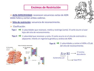 Enzimas de Restricción

 ALTA ESPECIFICIDAD: reconocen secuencias cortas de ADN
doble hebra y cortan ambas cadenas.
 Sitio de restricción: secuencia de reconocimiento.
 Clasificación:
 Tipo I     3 subunidades que reconoce, metila y restringe (corta). El corte ocurre al azar
            lejos del sitio de reconocimiento.
 Tipo II    1 subunidad que reconoce y corta. El corte ocurre en el sitio de restricción o
            adyacente. Interés en ingeniería genética y análisis de ADN.

                                             Tipo III      2 subunidades y cortan el ADN a 25 pb
                                                           del sitio de reconocimiento.

                                                                              1ª enzima
                                                            Eco RI            descubierta
                                                  Escherichia coli
                                                                          Cepa RY13
 