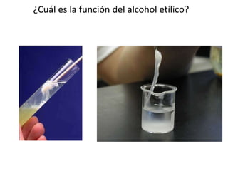 ¿Cuál es la función del alcohol etílico?
 