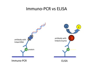 Immuno-PCR vs ELISA


                                      S              P


                     B
 antibody with   B
                  St       antibody with   E
                           linked enzyme
 linked DNA


                 protein                   protein




Immuno-PCR                        ELISA
 