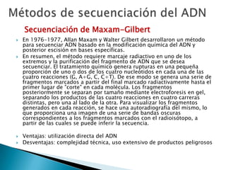  En 1976-1977, Allan Maxam y Walter Gilbert desarrollaron un método
para secuenciar ADN basado en la modificación química del ADN y
posterior escisión en bases específicas.
 En resumen, el método requiere marcaje radiactivo en uno de los
extremos y la purificación del fragmento de ADN que se desea
secuenciar. El tratamiento químico genera rupturas en una pequeña
proporción de uno o dos de los cuatro nucleótidos en cada una de las
cuatro reacciones (G, A+G, C, C+T). De ese modo se genera una serie de
fragmentos marcados a partir del final marcado radiactivamente hasta el
primer lugar de "corte" en cada molécula. Los fragmentos
posteriormente se separan por tamaño mediante electroforesis en gel,
separando los productos de las cuatro reacciones en cuatro carreras
distintas, pero una al lado de la otra. Para visualizar los fragmentos
generados en cada reacción, se hace una autoradiografía del mismo, lo
que proporciona una imagen de una serie de bandas oscuras
correspondientes a los fragmentos marcados con el radioisótopo, a
partir de las cuales se puede inferir la secuencia.
 Ventajas: utilización directa del ADN
 Desventajas: complejidad técnica, uso extensivo de productos peligrosos
Secuenciación de Maxam-Gilbert
 