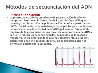  La pirosecuenciación es un método de secuenciación de ADN en
tiempo real basado en la liberación de los pirofosfatos (PPi) que
tiene lugar en la reacción de polimerización del ADN a partir de sus
dNTPs. Inicialmente, esta metodología se empleaba para monitorizar
de forma continua la actividad de la ADN-polimerasa. Este método
requiere de la preparación de una molécula monocatenaria de ADN a
la cual se hibrida un pequeño cebador. A medida que la reacción
transcurra, se irá sintetizando la cadena complementaria e iremos
obteniendo una serie de picos de señal en el pirograma que nos
permitirán determinar la secuencia.
Pirosecuenciación
 