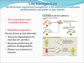Los transgénicos Se denominan organismos transgénicos, a los organismos modificados genéticamente, que portan un gen extraño. Por cruzamiento entre variedades distintas . Manipulación genética. De esta forma se han obtenido: Bacterias degradadoras de manchas de  petróleo. Bacterias productoras de plásticos biodegradables. Plantas con resistencia a insectos 