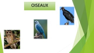 OISEAUX
 