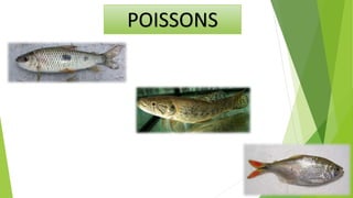 POISSONS
 