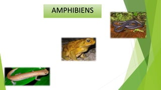 AMPHIBIENS
 