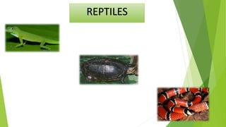 REPTILES
 
