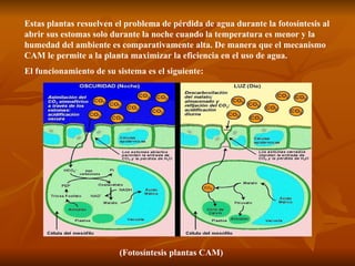 Estas plantas resuelven el problema de pérdida de agua durante la fotosíntesis al abrir sus estomas solo durante la noche cuando la temperatura es menor y la humedad del ambiente es comparativamente alta. De manera que el mecanismo CAM le permite a la planta maximizar la eficiencia en el uso de agua. (Fotosíntesis plantas CAM) El funcionamiento de su sistema es el siguiente: 