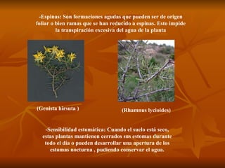-Espinas: Son formaciones agudas que pueden ser de origen foliar o bien ramas que se han reducido a espinas. Esto impide la transpiración excesiva del agua de la planta -Sensibilidad estomática: Cuando el suelo está seco, estas plantas mantienen cerrados sus estomas durante todo el día o pueden desarrollar una apertura de los estomas nocturna , pudiendo conservar el agua. (Genista hirsuta ) (Rhamnus lycioides)  