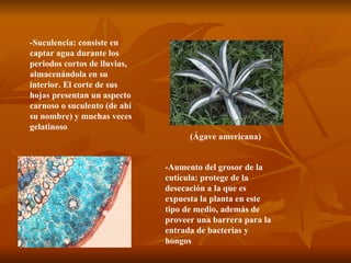 -Suculencia: consiste en captar agua durante los periodos cortos de lluvias, almacenándola en su interior. El corte de sus hojas presentan un aspecto carnoso o suculento (de ahí su nombre) y muchas veces gelatinoso  (Ágave americana)  -Aumento del grosor de la cutícula: protege de la desecación a la que es expuesta la planta en este tipo de medio, además de proveer una barrera para la entrada de bacterias y hongos  