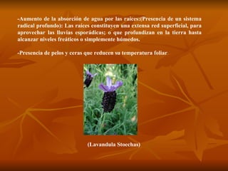 -Aumento de la absorción de agua por las raíces:(Presencia de un sistema radical profundo): Las raíces constituyen una extensa red superficial, para aprovechar las lluvias esporádicas; o que profundizan en la tierra hasta alcanzar niveles freáticos o simplemente húmedos. -Presencia de pelos y ceras que reducen su temperatura foliar (Lavandula Stoechas)  
