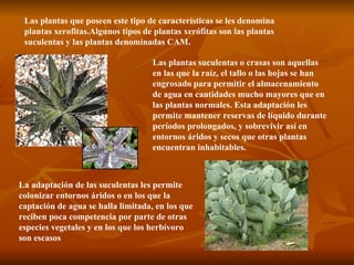 Las plantas que poseen este tipo de características se les denomina plantas xerofitas.Algunos tipos de plantas xerófitas son las plantas suculentas y las plantas denominadas CAM. Las plantas suculentas o crasas son aquellas en las que la raíz, el tallo o las hojas se han engrosado para permitir el almacenamiento de agua en cantidades mucho mayores que en las plantas normales. Esta adaptación les permite mantener reservas de líquido durante períodos prolongados, y sobrevivir así en entornos áridos y secos que otras plantas encuentran inhabitables.  La adaptación de las suculentas les permite colonizar entornos áridos o en los que la captación de agua se halla limitada, en los que reciben poca competencia por parte de otras especies vegetales y en los que los herbívoro son escasos 