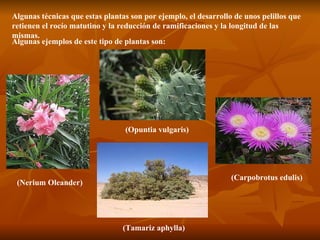 Algunas técnicas que estas plantas son por ejemplo, el desarrollo de unos pelillos que retienen el rocío matutino y la reducción de ramificaciones y la longitud de las mismas. Algunas ejemplos de este tipo de plantas son: (Nerium Oleander) (Carpobrotus edulis) (Opuntia vulgaris) (Tamariz aphylla) 