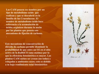 Las CAM poseen ese nombre por un tipo de metabolismo acido  que realizan y   que se descubrió en la familia de las Crassulaceae. El nombre de metabolismo ácido hace referencia a la acumulación de ácidos orgánicos durante la noche por las plantas que poseen este mecanismo de fijación de carbono. .  Este mecanismo de concentración de dióxido de carbono permite disminuir la probabilidad de que entre un O2 en el sitio activo de la RuBisCO (una enzima) por lo que la eficiencia fotosintética es mayor. Las plantas CAM suelen ser crasas (no todas) y relegadas a ambientes secos; esto es debido a su bajo rendimiento total fotosintético 