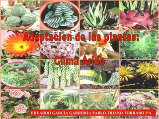 Adaptacion de las plantas: Clima Árido EDUARDO GARCÍA GARRIDO y PABLO TRIANO TORRADO 1ºA 