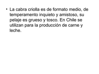 La cabra criolla es de formato medio, de temperamento inquieto y amistoso, su pelaje es grueso y tosco. En Chile se utilizan para la producción de carne y leche.  