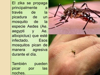 El zika se propaga
principalmente a
través de la
picadura de un
mosquito de la
especie Aedes (Ae.
aegypti y Ae.
albopictus) que esté
infectado. Esos
mosquitos pican de
manera agresiva
durante el día.
También pueden
picar por las
noches.
 