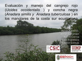 Evaluación y manejo del cangrejo rojo
(Ucides occidentalis ) y concha negra
(Anadara similis y Anadara tuberculosa ) en
los manglares de la costa sur ecuatoriana
 