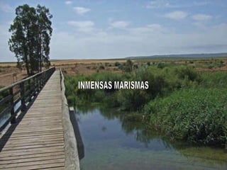 INMENSAS MARISMAS 