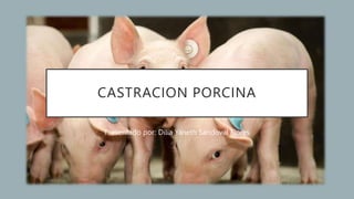CASTRACION PORCINA
Presentado por: Dilia Yaneth Sandoval Flores
 
