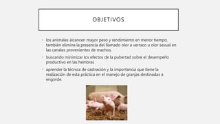 OBJETIVOS
• los animales alcancen mayor peso y rendimiento en menor tiempo,
también elimina la presencia del llamado olor a verraco u olor sexual en
las canales provenientes de machos.
• buscando minimizar los efectos de la pubertad sobre el desempeño
productivo en las hembras
• aprender la técnica de castración y la importancia que tiene la
realización de esta práctica en el manejo de granjas destinadas a
engorde.
 