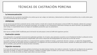 TÉCNICAS DE CASTRACIÓN PORCINA
• la Inmunocastración
Es la aplicación de un producto inyectable a los cerdos que se van a dejar con testículos y básicamente se obtienen los beneficios de un cerdo entero pero
sin el inconveniente del olor en la carne.
• IMPROVAC
es una vacuna que permite la castración de los cerdos machos a través de la creación de anticuerpos contra la GnRH. No obstante, además de conseguir
los efectos deseados y acorde con la castración quirúrgica, sus ventajas no son únicamente el ahorrarse el tiempo de castrar lechones y las pérdidas por
este manejo, lo sorprendente fueron la mejora en resultados productivos que nos presentaron.
Cómo funciona
Esta vacuna contiene GnRH modificada para la formación de anticuerpos contra la GnRH del organismo porcino.
• Castración común
Es la extirpación o la supresión funcional de las glándulas genitales. En el macho, esta operación se practica con la finalidad de facilitar la utilización de los
animales y en el cerdo es absolutamente indispensable, para evitar el desarrollo del desagradable olor sexual de la carne del verraco.
Los cerdos machos se castran para reducir su comportamiento agresivo, facilitar el manejo y prevención del olor a verraco, un sabor/olor desagradable,
distintivo que puede ser percibido durante la preparación o la ingestión de carne proveniente de cerdos enteros, también se realiza para facilitar el manejo
de los animales y para permitir la crianza de sexos mezclados.
• Sujeción necesaria
En el caso de los lechones una persona sostiene al animal por las patas traseras mientas otra realiza la castración. Cuando solo se dispone de una persona
para hacer el trabajo, se utiliza un sujetador mecánico, también es posible sujetar el cerdito con una mano o entre las piernas mientras se hace la
operación. En el caso de cerdos de mayor edad utilice una lanza trompas
 