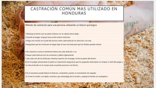 CASTRACIÓN COMÚN MAS UTILIZADO EN
HONDURAS
Método de castración para una persona utilizando un bisturí quirúrgico
1.Detenga al lechón por las patas traseras con la cabeza hacia abajo.
2.Usando el pulgar, empuje hacia arriba ambos testículos
3.Haga una incisión en la piel del escroto sobre cada testículo en dirección a la cola.
4.Asegúrese que las incisiones se hagan bajo el saco escrotal para que los fluidos puedan drenar
5.No importa si corta la membrana blanca de cada testículo o no.
6.Saque cada testículo por las incisiones y jálelos ligeramente.
7.Jale cada uno de los testículos mientras oprime con el pulgar contra la pelvis del lechón.
8.Con el pulgar presionando la pelvis es importante asegurarse que los paquetes testiculares se rompan a nivel del pulgar y
no más profundo en el cuerpo pues se podría provocar una hernia.
9.Si es necesario puede liberar el testículo, cortándolo usando un movimiento de raspado.
10. Corte el cordón o el tejido conectivo que sobresalga de la incisión y asperje la herida con antiséptico.
 