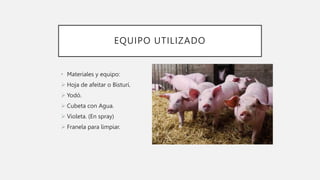 EQUIPO UTILIZADO
• Materiales y equipo:
 Hoja de afeitar o Bisturí.
 Yodó.
 Cubeta con Agua.
 Violeta. (En spray)
 Franela para limpiar.
 