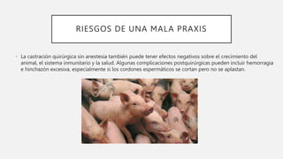 RIESGOS DE UNA MALA PRAXIS
• La castración quirúrgica sin anestesia también puede tener efectos negativos sobre el crecimiento del
animal, el sistema inmunitario y la salud. Algunas complicaciones postquirúrgicas pueden incluir hemorragia
e hinchazón excesiva, especialmente si los cordones espermáticos se cortan pero no se aplastan.
 