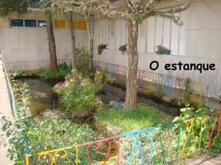 O estanque
 