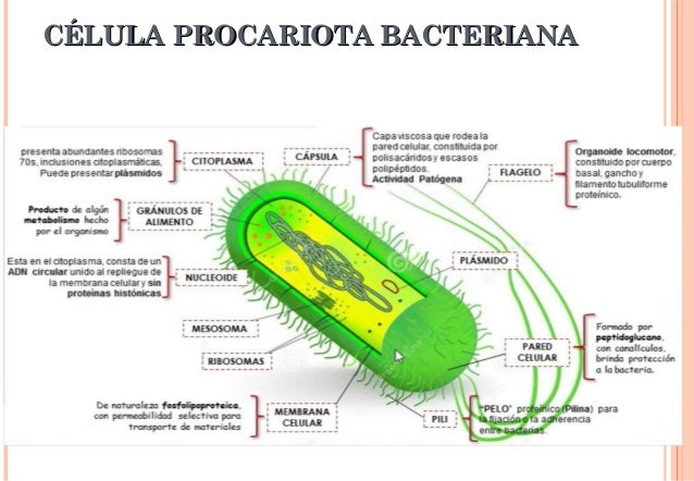 Funcion Del Citoplasma En La Celula Procariota fity.club