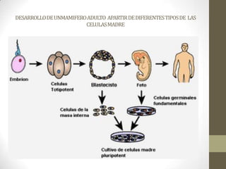 DESARROLLO DE UNMAMIFERO ADULTO APARTIR DE DIFERENTES TIPOS DE LAS
CELULAS MADRE

 