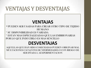 VENTAJAS Y DESVENTAJAS
VENTAJAS
* PUEDEN SER USADAS PARA CREAR OTRO TIPO DE TEJIDO

HUMANO
* SU DISPONIBILIDAD ES VARIADA
* ESTAN MAS ESPECIALIZADAS QUE LAS EMBRIONARIAS
POR LO QUE INDUCIRLO ES MAS SENCILLO

DESVENTAJAS
AQUELLAS QUE HAN SIDO COSECHADAS PUEDEN ORIGINAR MAL
MULTACIONES CAUSANTES DE NFERMEDADES O CON RIESGO DE
SER DÑADA L AEXPERIMENTACION

 