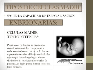 TIPOS DE CELULAS MADRE
:

ENBRIONARIAS:
CELULAS MADRE
TOTIOPOTENTES:
Puede crecer y formar un organismo
completo tanto de los componentes
embrionarios( como por ejemplo ,las tres
capas embrionarias, el linaje terminal y los
tejidos que darán luego lugar al saco
vitelino)como los extraembrionarios (la
placenta),es decir, puede formar todos los
tipos celulares

 