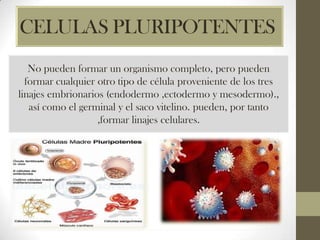 CELULAS PLURIPOTENTES
No pueden formar un organismo completo, pero pueden
formar cualquier otro tipo de célula proveniente de los tres
linajes embrionarios (endodermo ,ectodermo y mesodermo).,
así como el germinal y el saco vitelino. pueden, por tanto
,formar linajes celulares.

 