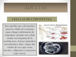 ADULTAS
CELULAS MULTIPOTENTES:
Son aquellas que solo pueden
generar células de su propia
capa o linaje embrionario de
origen(por ejemplo una célula
madre mesénquima de la
medula ósea, al tener naturaleza
mesodérmica, dará origen alas
células de esa capa como
mocitos , adipocitos u osteocitos
entre otros).

 