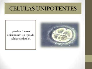CELULAS UNIPOTENTES

pueden formar
únicamente un tipo de
célula particular.

 