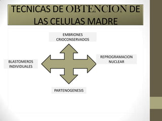 TECNICAS DE OBTENCION DE
LAS CELULAS MADRE
EMBRIONES
CRIOCONSERVADOS

REPROGRAMACION
NUCLEAR

BLASTOMEROS
INDIVIDUALES

PARTENOGENESIS

 