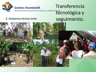 Establecimiento de plantaciones de cacao dentro de la RBB<br />5. Siembra por parte de los beneficiarios de las plantas en...