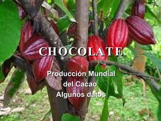 CHOCOLATE Producción Mundial del Cacao  Algunos datos 