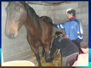 Presentación ciclo afd 201 2010 11