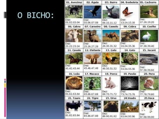 O BICHO:
 