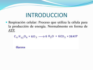 INTRODUCCION
 Respiración celular: Proceso que utiliza la célula para
la producción de energía. Normalmente en forma de
ATP.
 