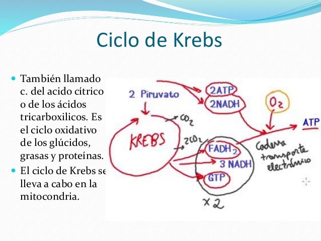 ciclo de krebs